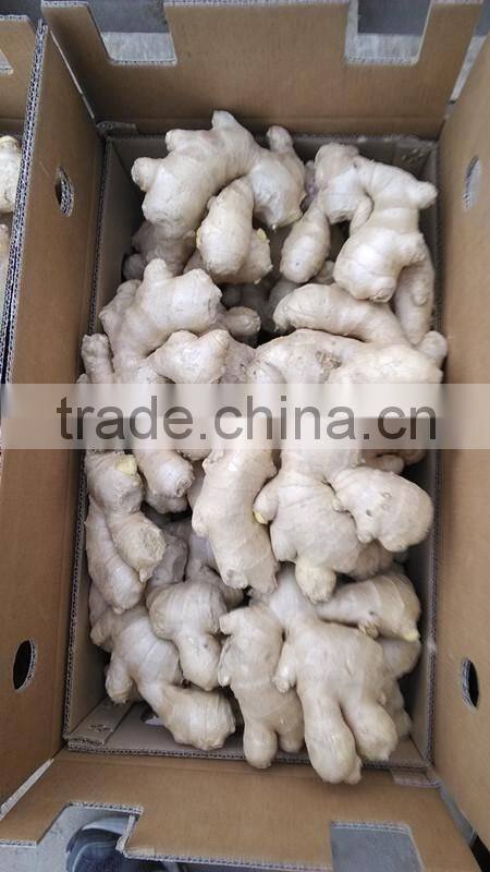 Fully air dried ginger/Best price ginger/Dry ginger from origin