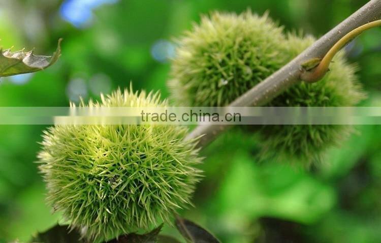 2016 raw fresh chestnuts sales Opening booking bulk chestnuts