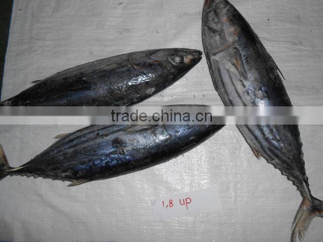 Skipjack Whole Round (frozen on board)