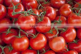 fresh tomato crops 2014