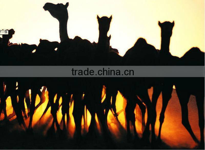 SPRING DISCOUNT!!! lowest price 100% grey camel cashmere, 21-22.5mic&35-50mm, natural color