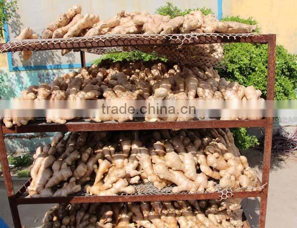 china air dry ginger