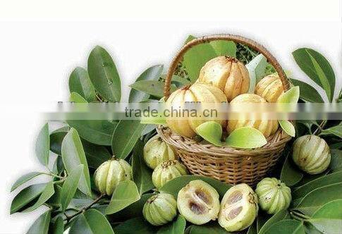 GMP manufacturer supply high quality and natural Garcinia Cambogia Extract Powder 50% 60% HCA