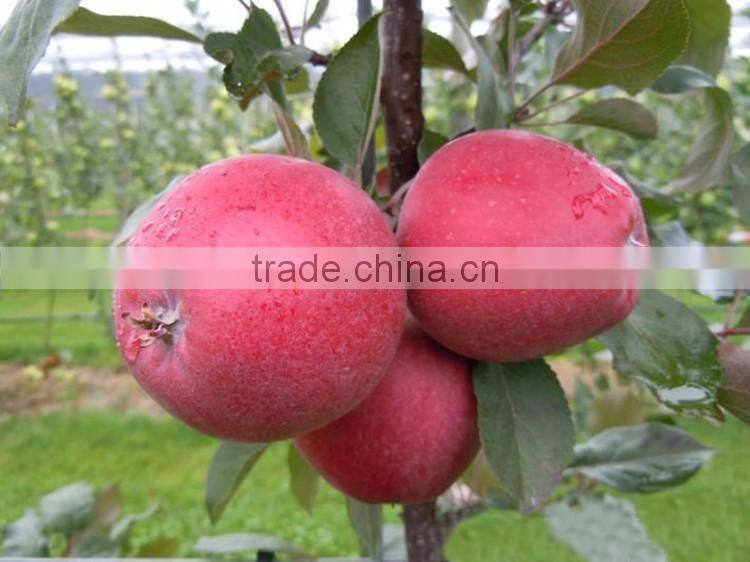 red flesh apple tree seedling