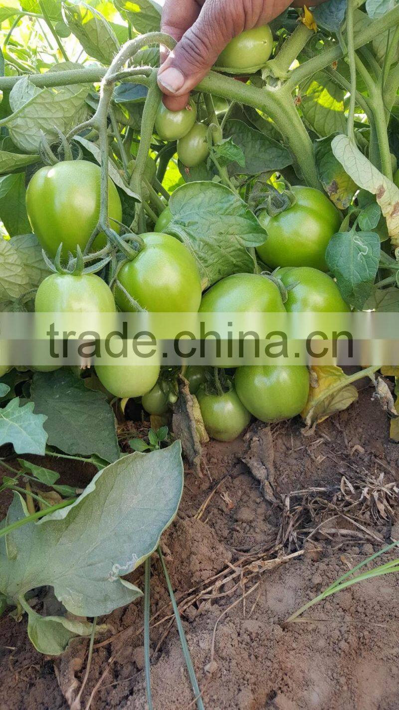 ROCKY F1 Hybrid Tomato Seeds