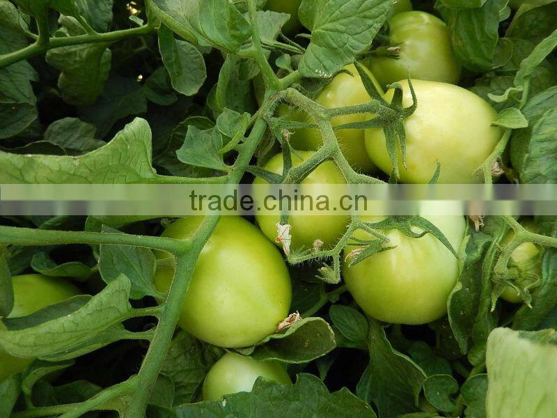 Marina F1 (PELLETED) Hybrid Tomato Seeds