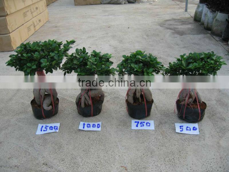 Ficus bonsai nursery