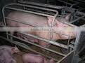 farrowing crate