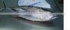 BONITO / YELLOWFIN / SKIPJACK / LONG TAIL