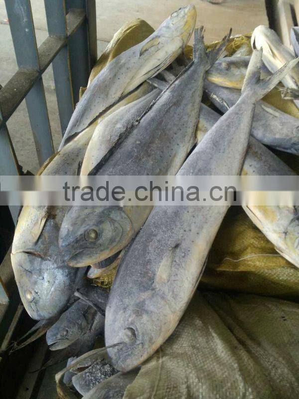 new frozen mahi mahi portions