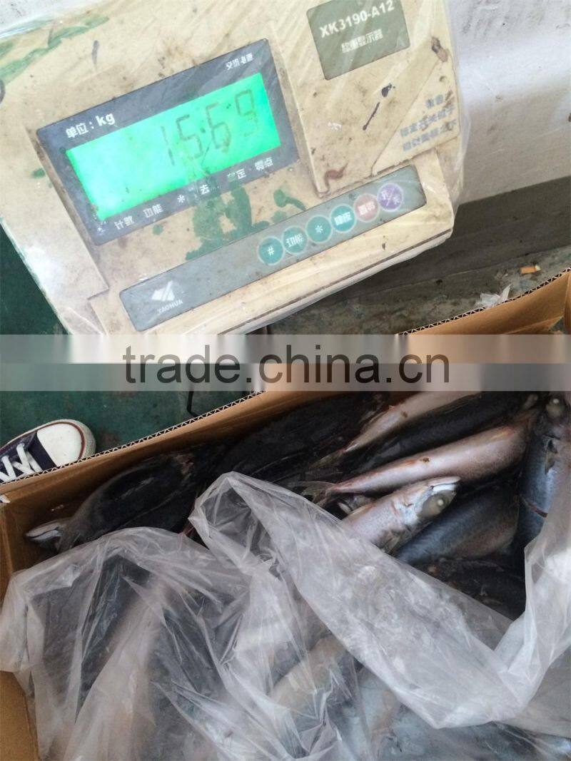 frozen mackerel hot selling