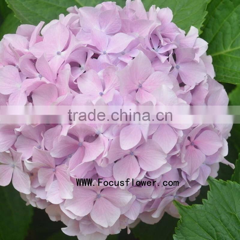 Factory direct wholesale multi colors hydrangeas cut fresh hydrangea