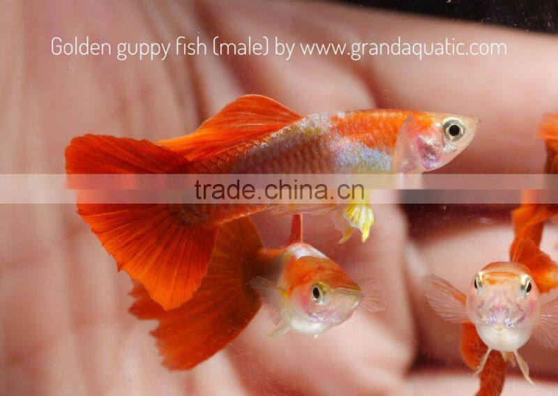 Golden guppy for Freshwater Aquarium fish export company from Thailand