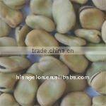 Broad Bean Color Sorting