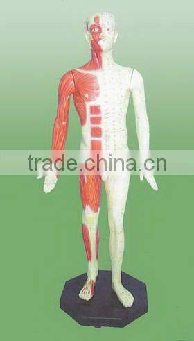 Head model for the acupuncture