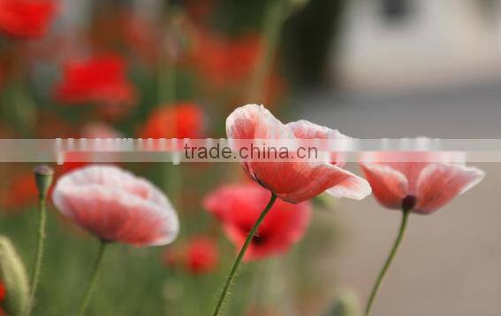 Corn poppy,Papaver, flower seeds , herb seed,vegetalbe seed,fruit seed,grass seed