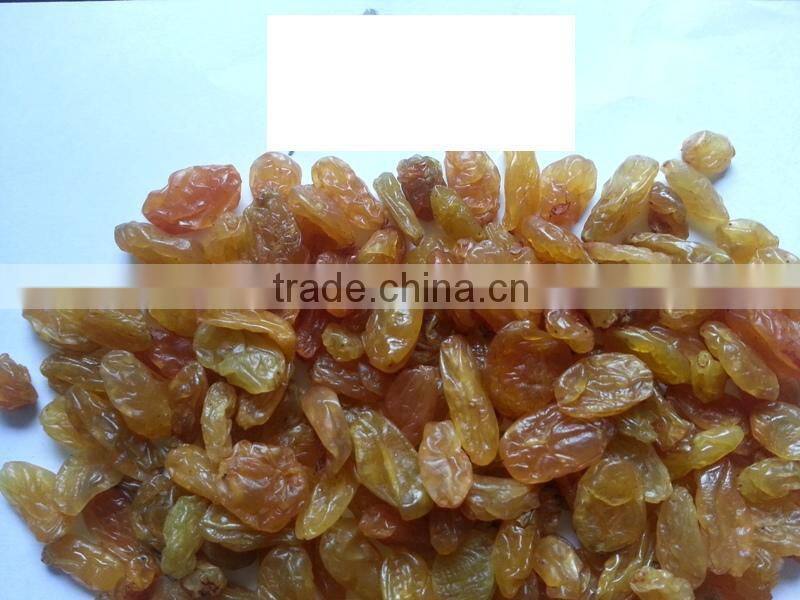 High quality Golden Yellow Raisin from India