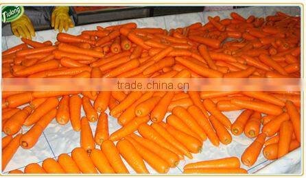 Chinese Fresh carrot hot sale