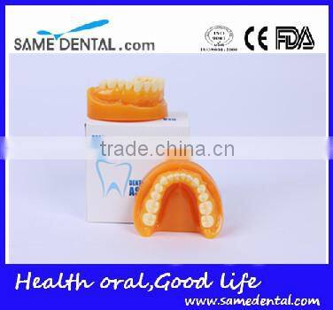 Double-Color dentition model school education teaching model