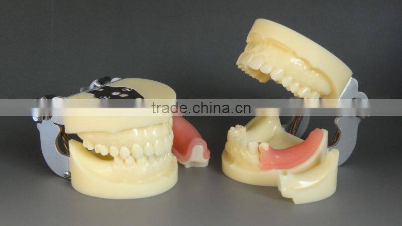 Dental Implant Practice Model DEA-31 Teeth Implant Models