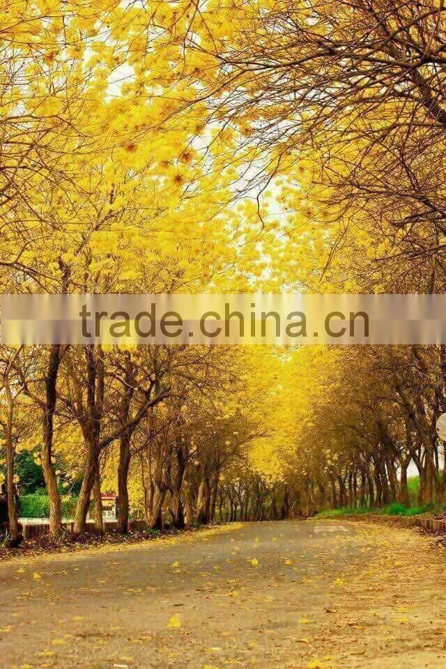 Tabebuia chrysantha