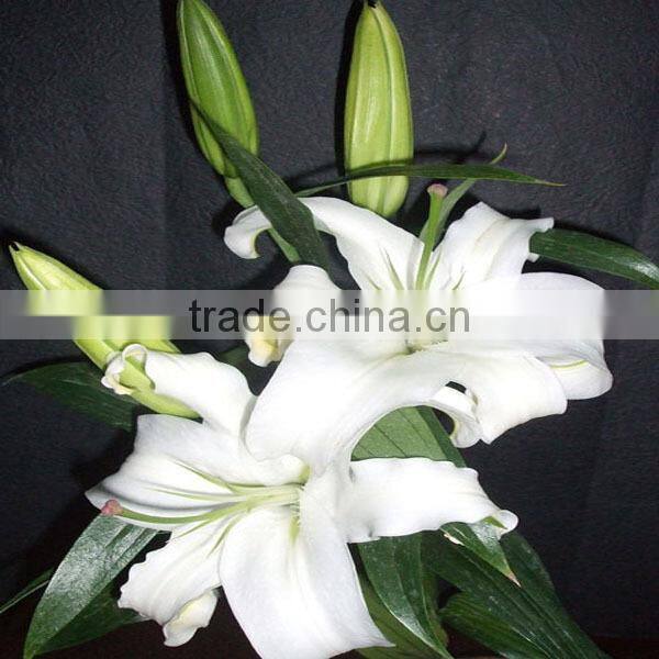 wholesale fresh lily flower buy from Kunming flower planting base
