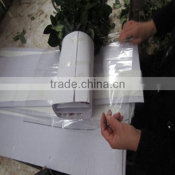 Wholesale fresh cut flower rose plants of various colors
