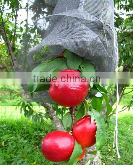 Climbing Plant Support