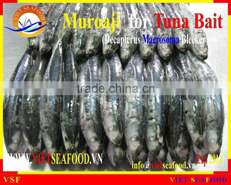 FROZEN MUROAJI FOR TUNA BAIT