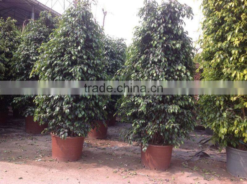 Ficus benjamina tower shape