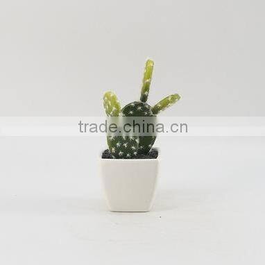 Best selling factory direct price tropical plants mini potted cactus