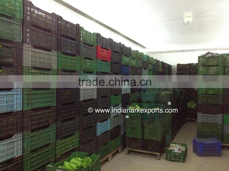 Cavendish Banana market prices - Oman market