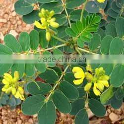 Senna Powder ( Color less henna ) 100% Pure Herbal Natural