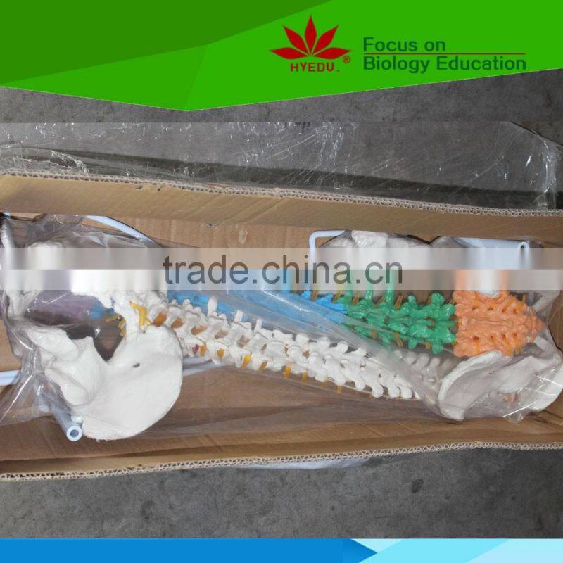 High quality Flexible spinal column with colour coded regions