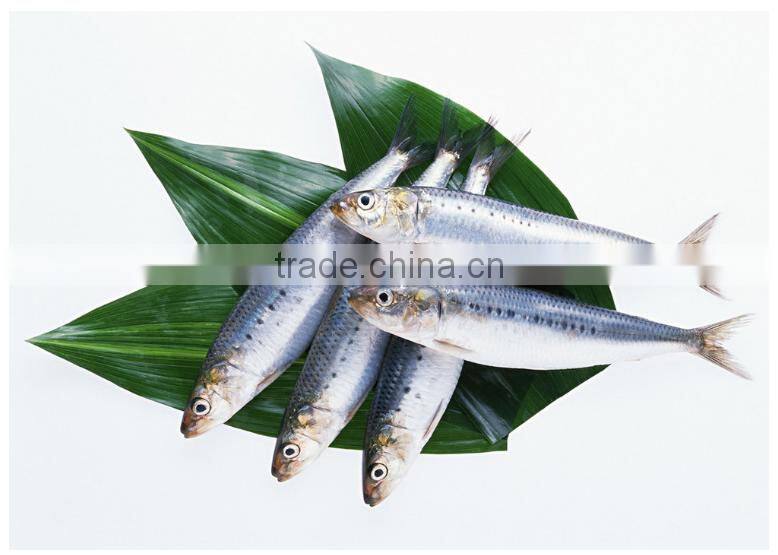 Canned Sardines in Tomato Sauce