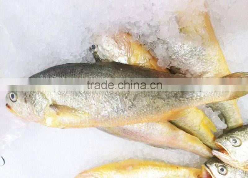 Frozen Yellow Croaker Export to USA