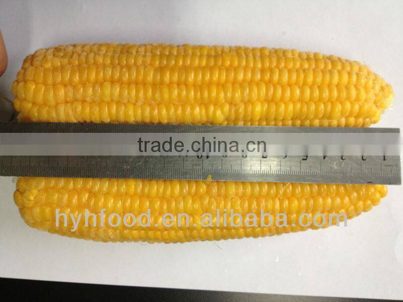 IQF Sweet Corn Cob Fresh Steamed Corn