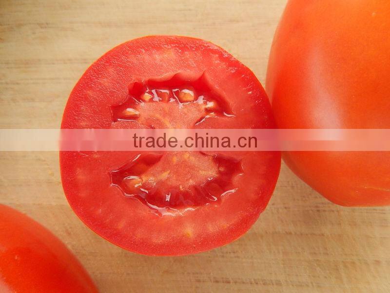 Marina F1 (Pelleted) Hybrid Tomato Seeds