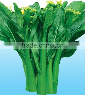 CS03 Dazhong 70 days cold resistant green choy sum seeds for sowing