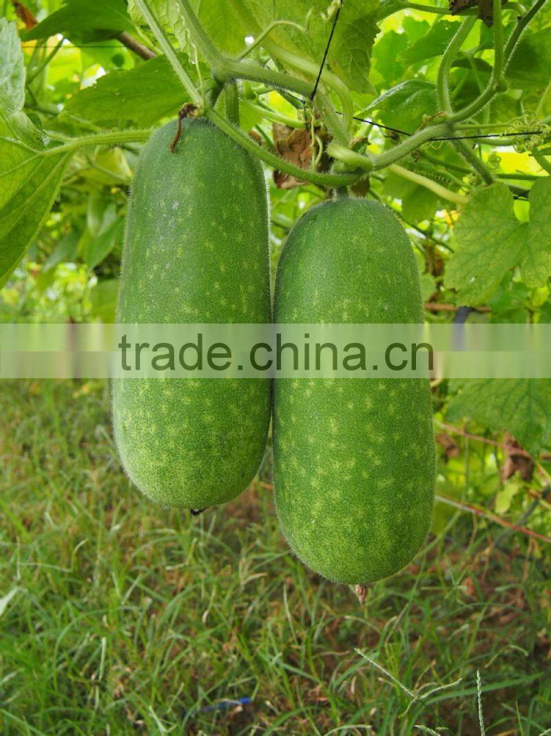 Zucchini seeds new variety f1 seeds