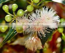 EUCALYPTUS RADIATA OIL