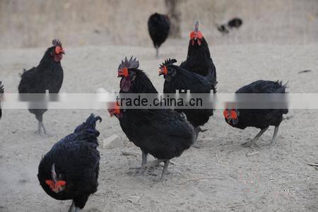 chicken eyes mirror for sale