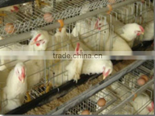 poultry cages TUV certicification hot dipped galvanized 20 years lifetime layer chicken cages with Auto water system