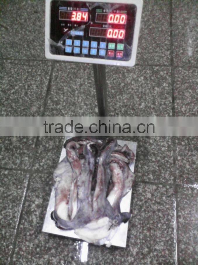 Giant squid tentacle