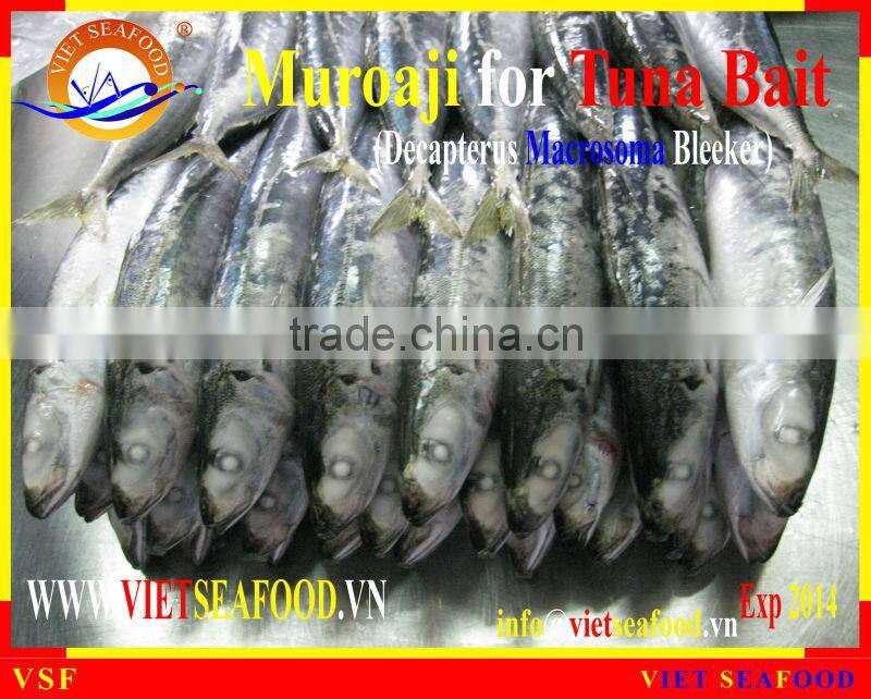 FROZEN MUROAJI FOR TUNA BAIT