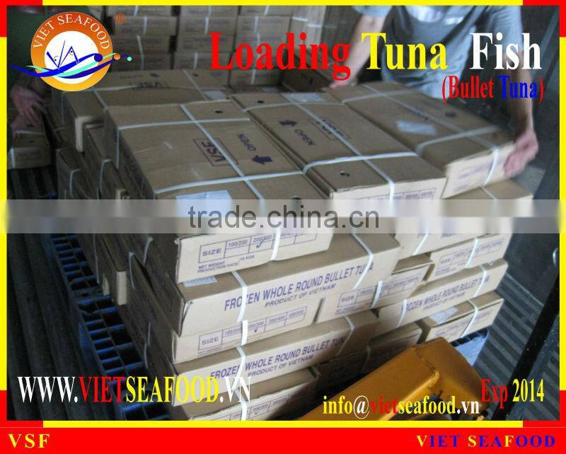 LOADING WHOLE ROUND BULLET TUNA