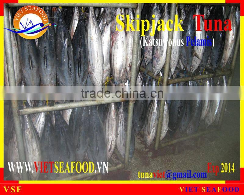 FROZEN WHOLE ROUND SKIPJACK TUNA