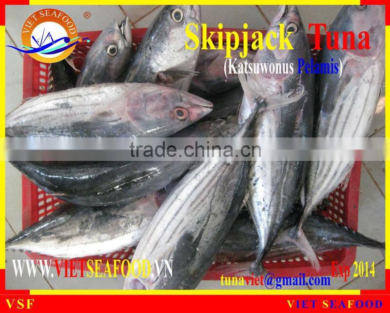 WHOLE ROUND FROZEN SKIPJACK TUNA