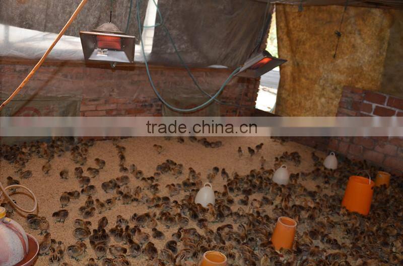 Infrared radiant ecoflame poultry house gas heater,brooder THD2608