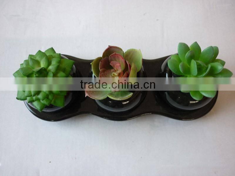 3 inches squared mini pot plant